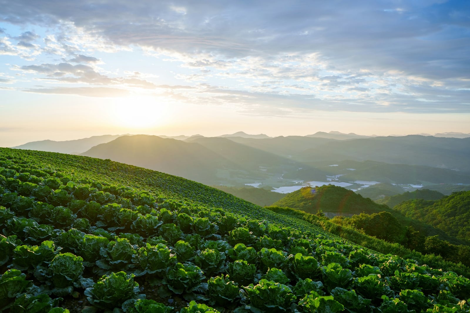 Highland cabbage fields at Anbandegi, Gangneung, Gangwon