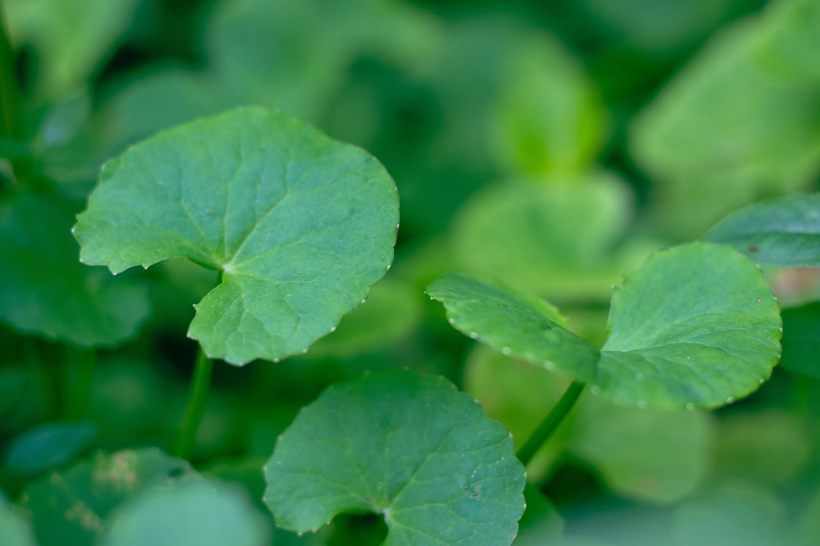 Centella texture (editorial scene)
